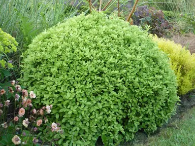 pittosporum-golf-ball-