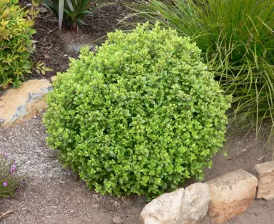 pittosporum-golf-ball-1