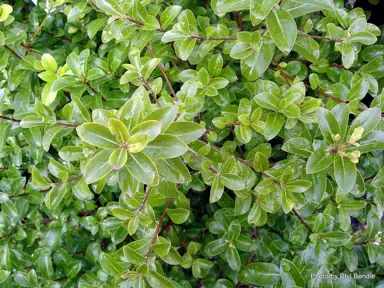 pittosporum-green-jade-1