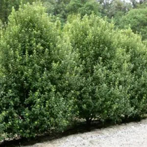 pittosporum-green-pillar-