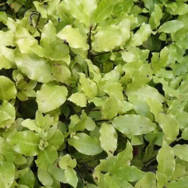 Pittosporum 'Humpty Dumpty' light green foliage.