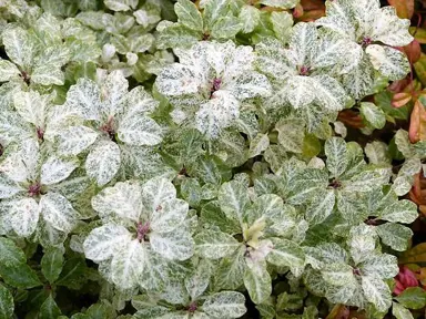 Pittosporum 'Irene Paterson' variegated leaves.