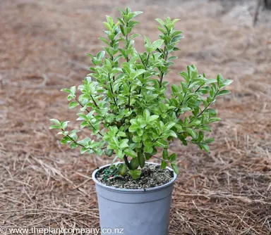 Pittosporum 'Irish Luck' plant for sale at The Plant Company nursery.