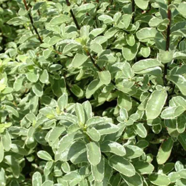 Silver-green foliage on Pittosporum 'Ivory Pillar'.