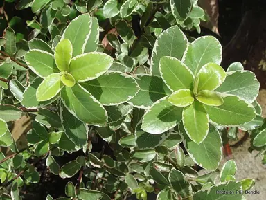 Pittosporum 'Ivory Tower' shrub with variegated leaves.