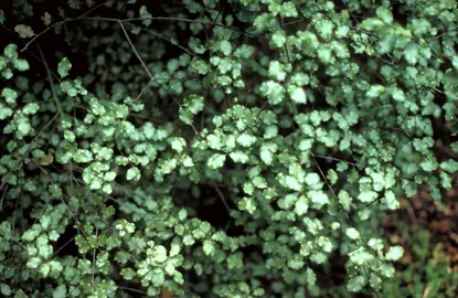 Pittosporum 'James Stirling' green foliage.