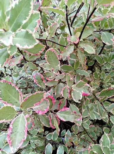 Pittosporum 'Katie' foliage.