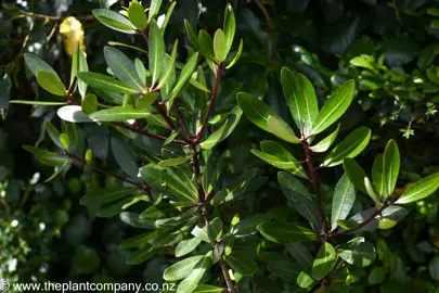 Pittosporum kirkii shrub with green foliage held on purple stems.