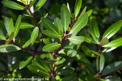 Pittosporum kirkii shrub with green foliage.