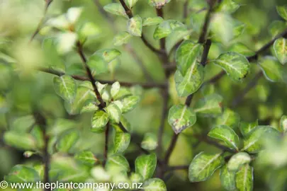 pittosporum-lighten-up-1