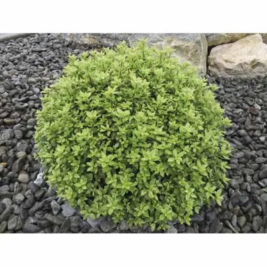 Pittosporum 'Little Burger' growing as a small and round, green shrub in a garden.