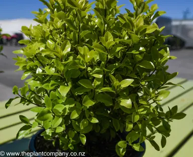 pittosporum-little-kiwi--2