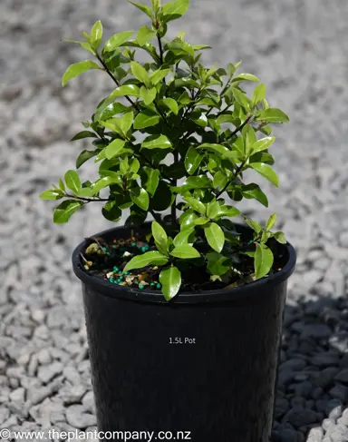 Pittosporum 'Little Kiwi' shrub for sale at The Plant Company nursery in Spring.