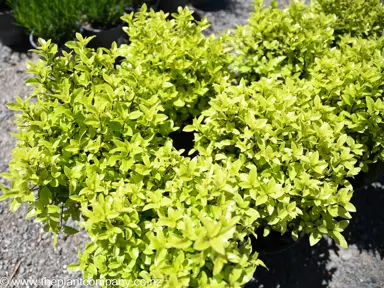 pittosporum-little-kiwi-