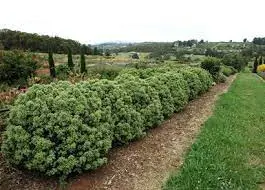 Pittosporum 'Little Squirt' shrubs.