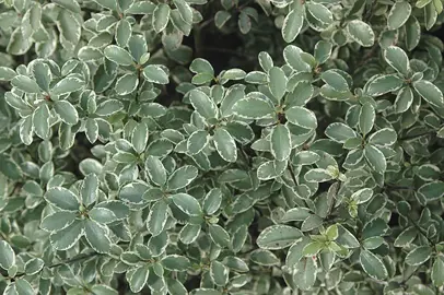 pittosporum-marjorie-channon-