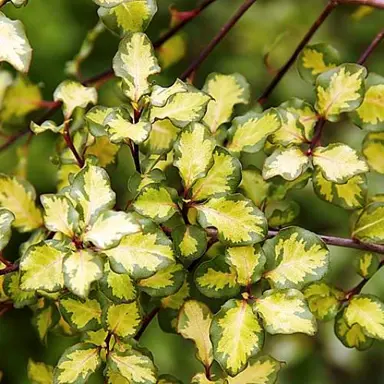 Pittosporum 'Mellow Yellow' leaves.