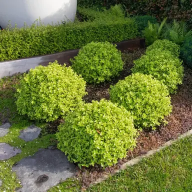 Pittosporum 'Midget' plants growing as a cluster in a border garden.