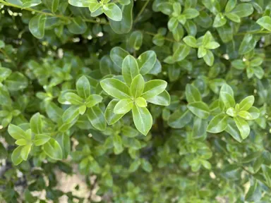 pittosporum-millfield-mint-