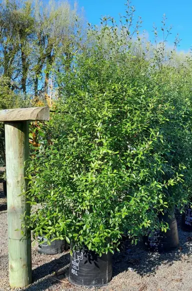 pittosporum-millfield-mint-1