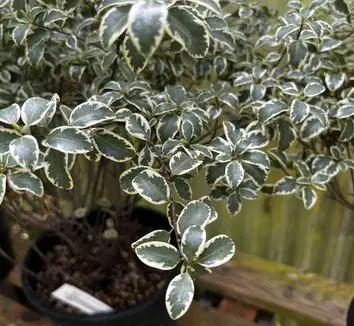 Pittosporum 'Moonlight' foliage.