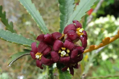 Pittosporum patulum purple flowers and green foliage.