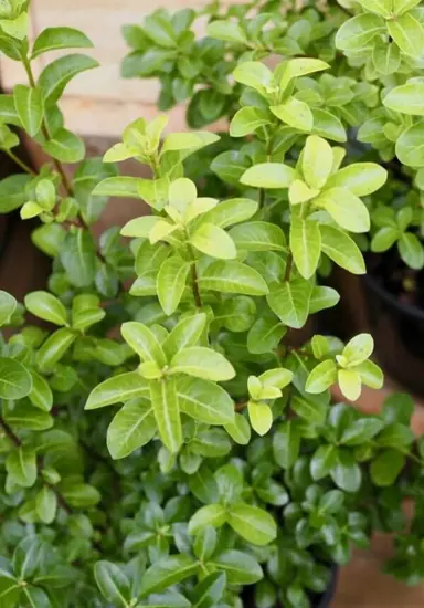 pittosporum-perfect-pillar-