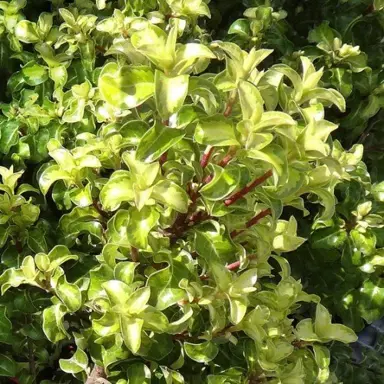 Pittosporum 'Reflections' foliage.