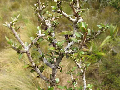 Pittosporum rigidum shrub.