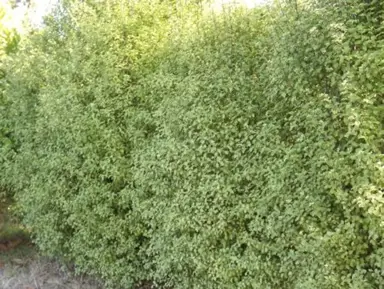 pittosporum-screen-between-