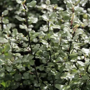 Pittosporum Silver Star foliage.