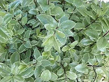 Pittosporum 'Silverball' foliage.