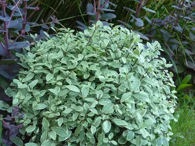 Pittosporum 'Silverball' rounded shrub.