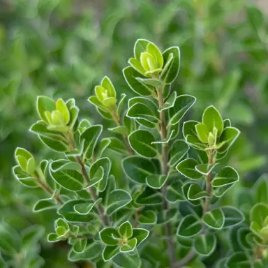 pittosporum-stephens-island-