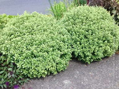 pittosporum-stumpy-