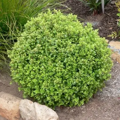 pittosporum-taupo-