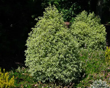 pittosporum-tenuifolium-5