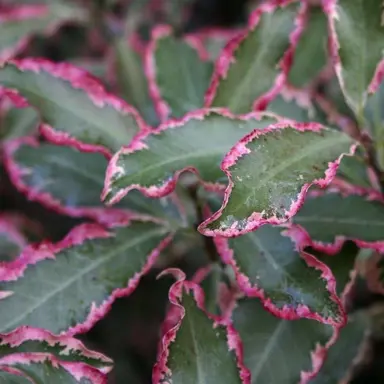 pittosporum-tenuifolium-elizabeth-1