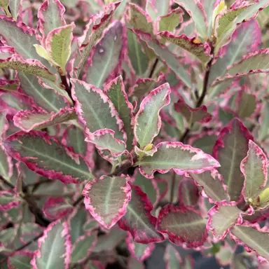 pittosporum-tenuifolium-elizabeth-2