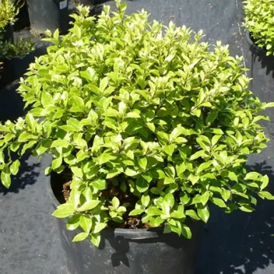 pittosporum-golden-ball-