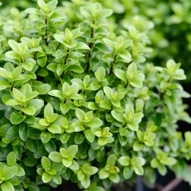 pittosporum-hedgehog-1