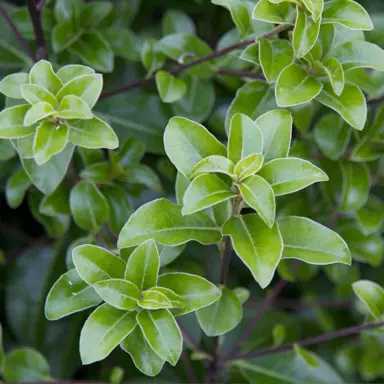 pittosporum-irish-luck-