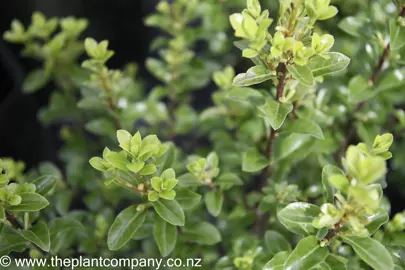 pittosporum-jade-1