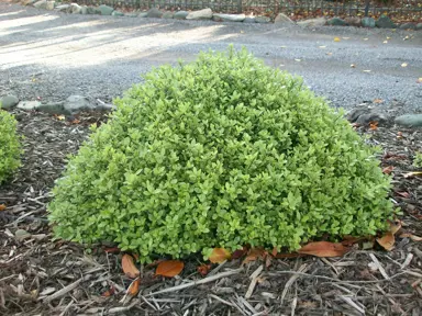 pittosporum-little-gem-