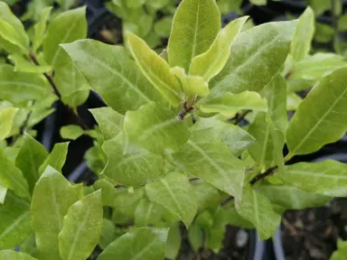 pittosporum-midget-