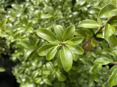 pittosporum-millfield-magic-