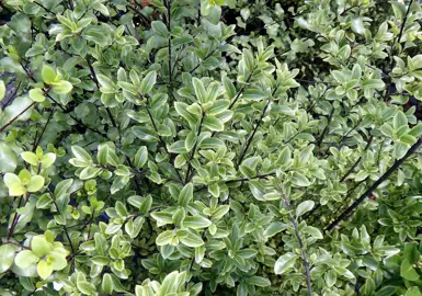 pittosporum-mountain-jade-