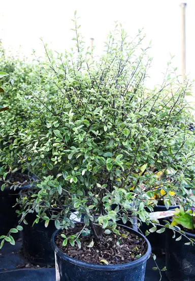 pittosporum-mountain-jade-4