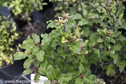 pittosporum-tasman-ruffles-1