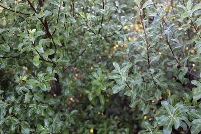 pittosporum-wai-iti-1